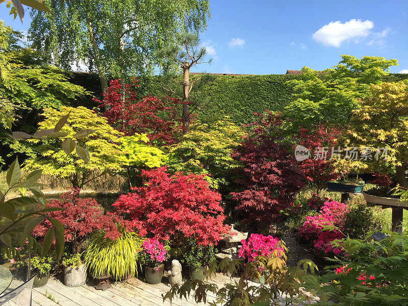 英国东方风格的景观花园的形象与日本枫树生长在花盆里的槭树，锦鲤池，木槽装饰木材漆成白色，杜鹃花，高大的树木，修剪过的针叶树篱笆，利兰树篱/利兰柏树篱笆